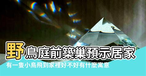 斑鳩飛到家裡代表什麼|【斑鳩飛到家裡代表什麼】斑鳩飛到家裡代表什麼？揭開這隻鳥兒。